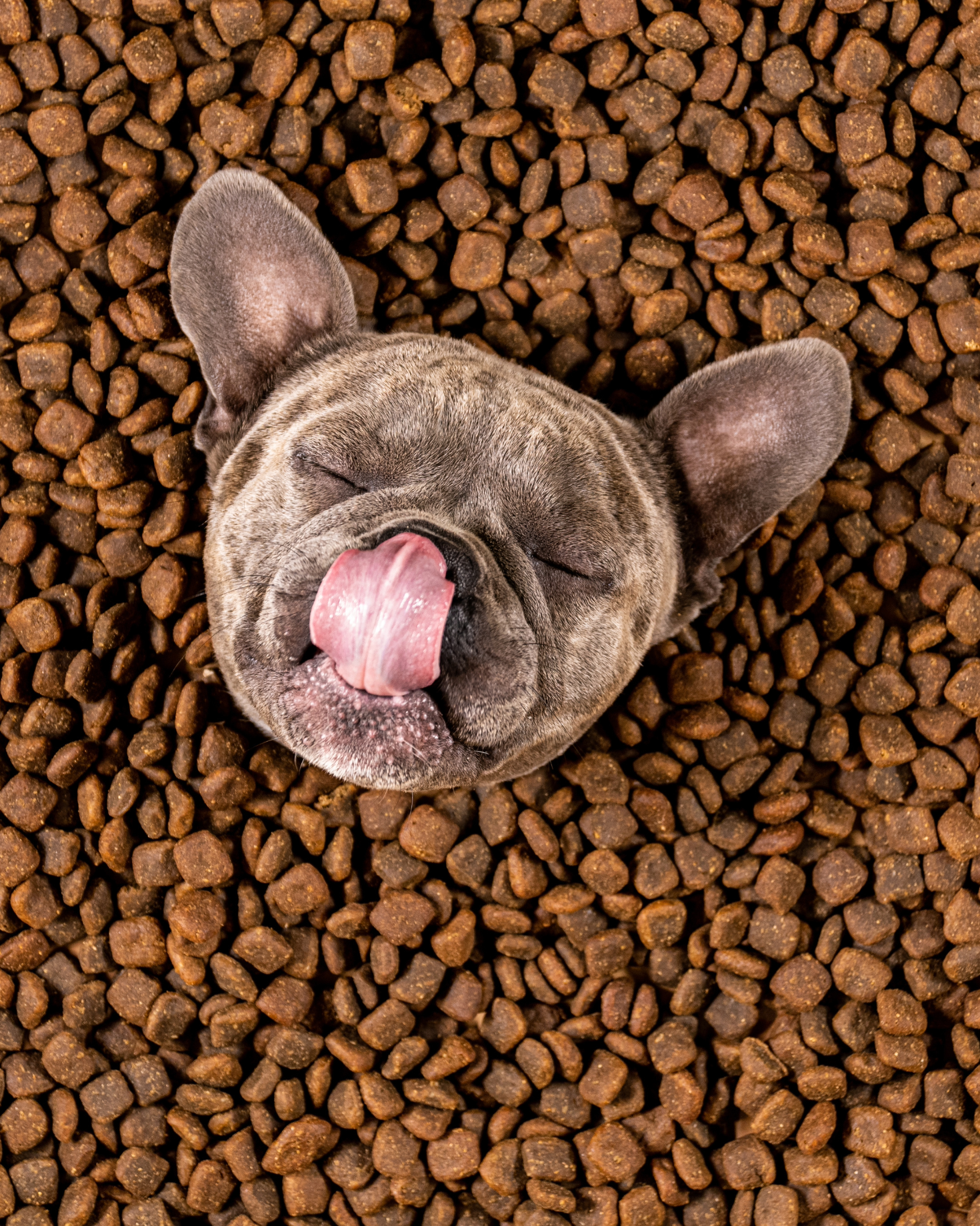 Am I Overfeeding My Frenchie?