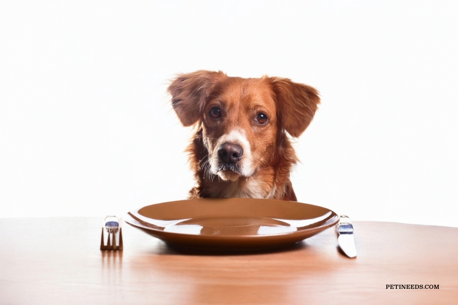 The Ultimate Guide to Pet Nutrition: What Your Pet Should Be Eating