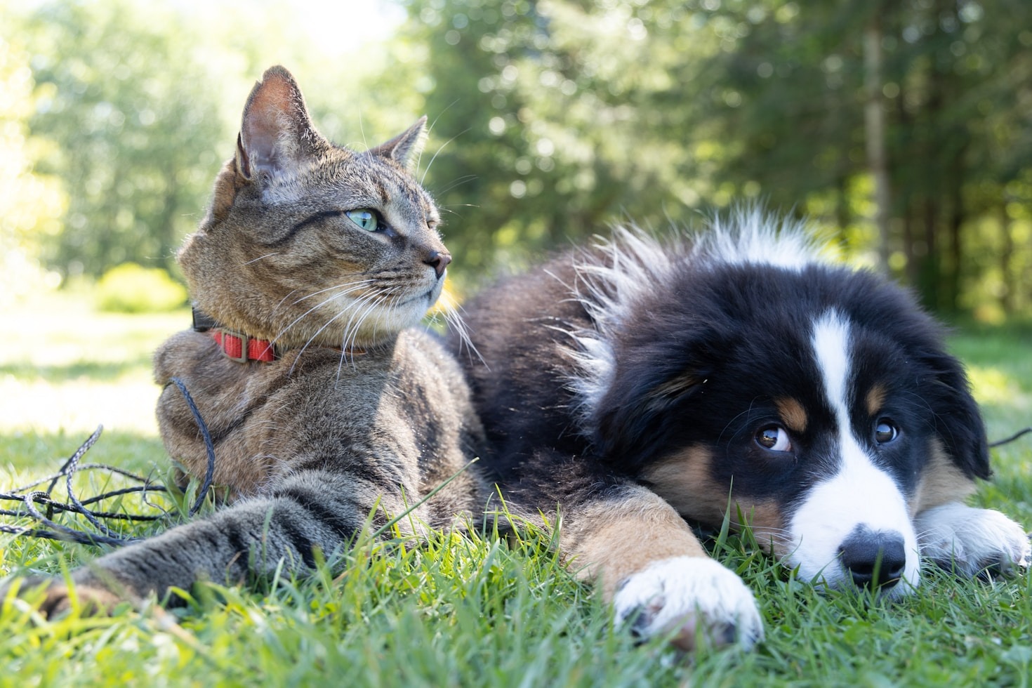 Top Tips for First-Time Pet Parents